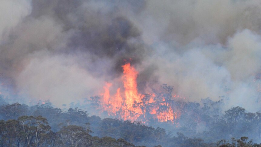 Elevated view of a large fireball erupting from a bushfire in a dense forest.