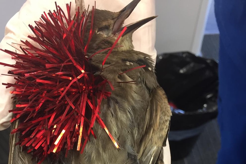 A dead bird with red tinsel wrapped around it being held up by a gloved hand.