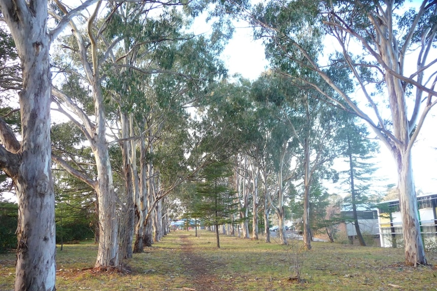 Avenue of trees in Reid
