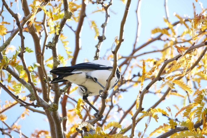 A white magpie roosts in a tree.