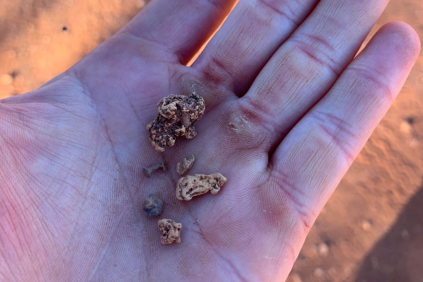 Small gold nuggets are held in the palm of a hand. 