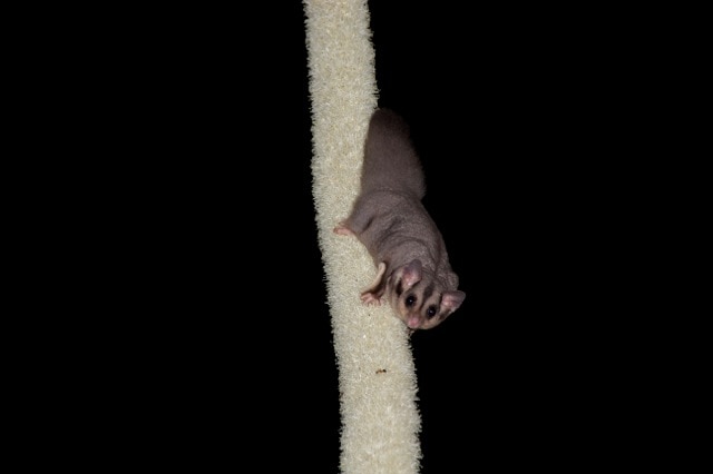 Squirrel glider