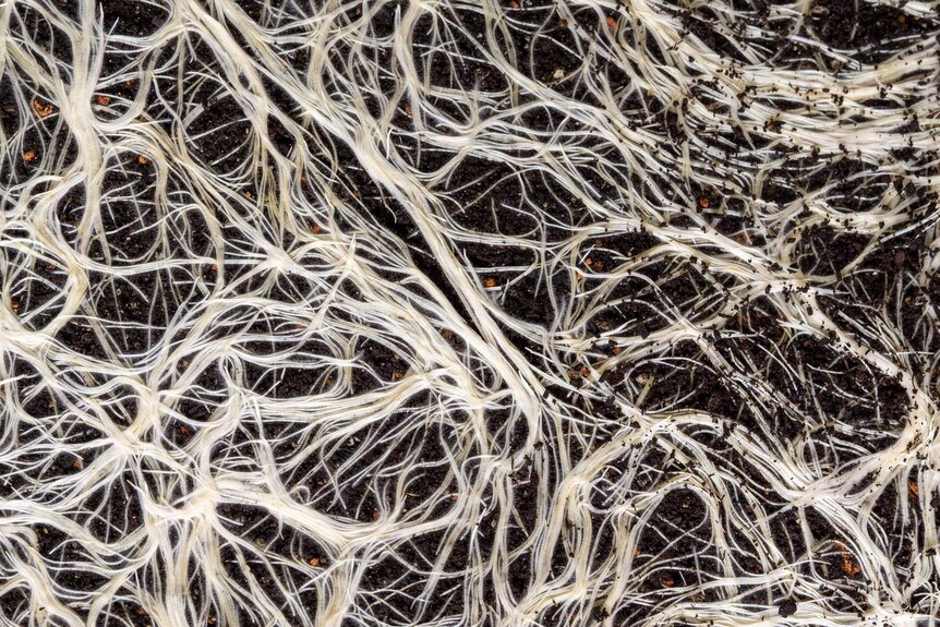 A network of hyphae in soil