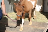 Maverick the horse walks from his horse float, wearing shoes.