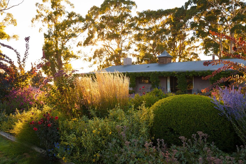 A house stands in the background of a thriving garden where several varieties of native plants form a thick hedge.