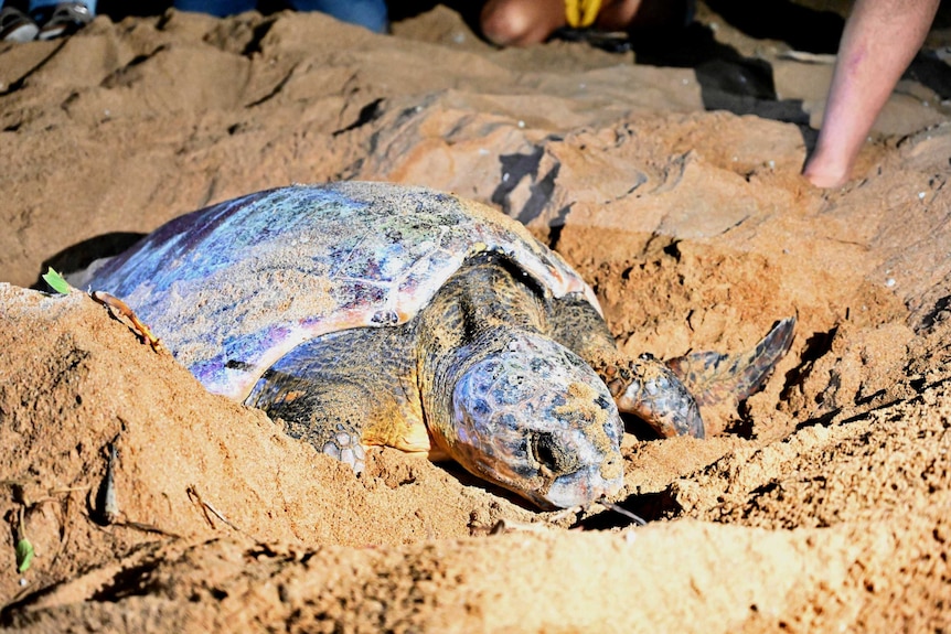 A tour group watch on as a loggerhead turtle lays eggs at Mon Repos beach.