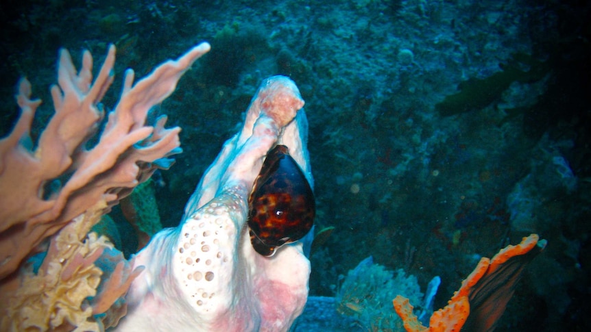 Specimen sea shell found by diver Chris Johns on a colourful piece of coral.