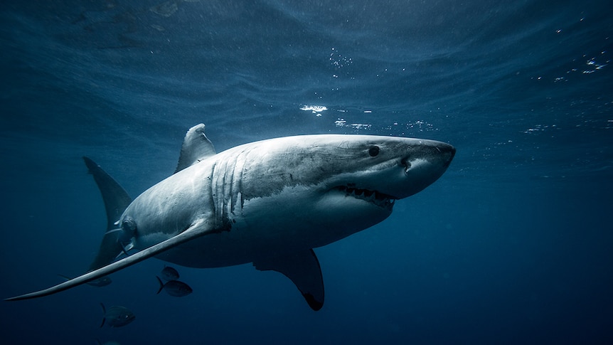 A great white shark swims by photographer Warren Keelan