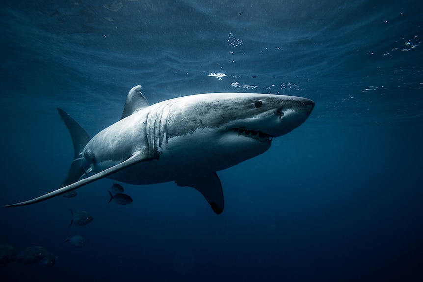A great white shark swims by photographer Warren Keelan