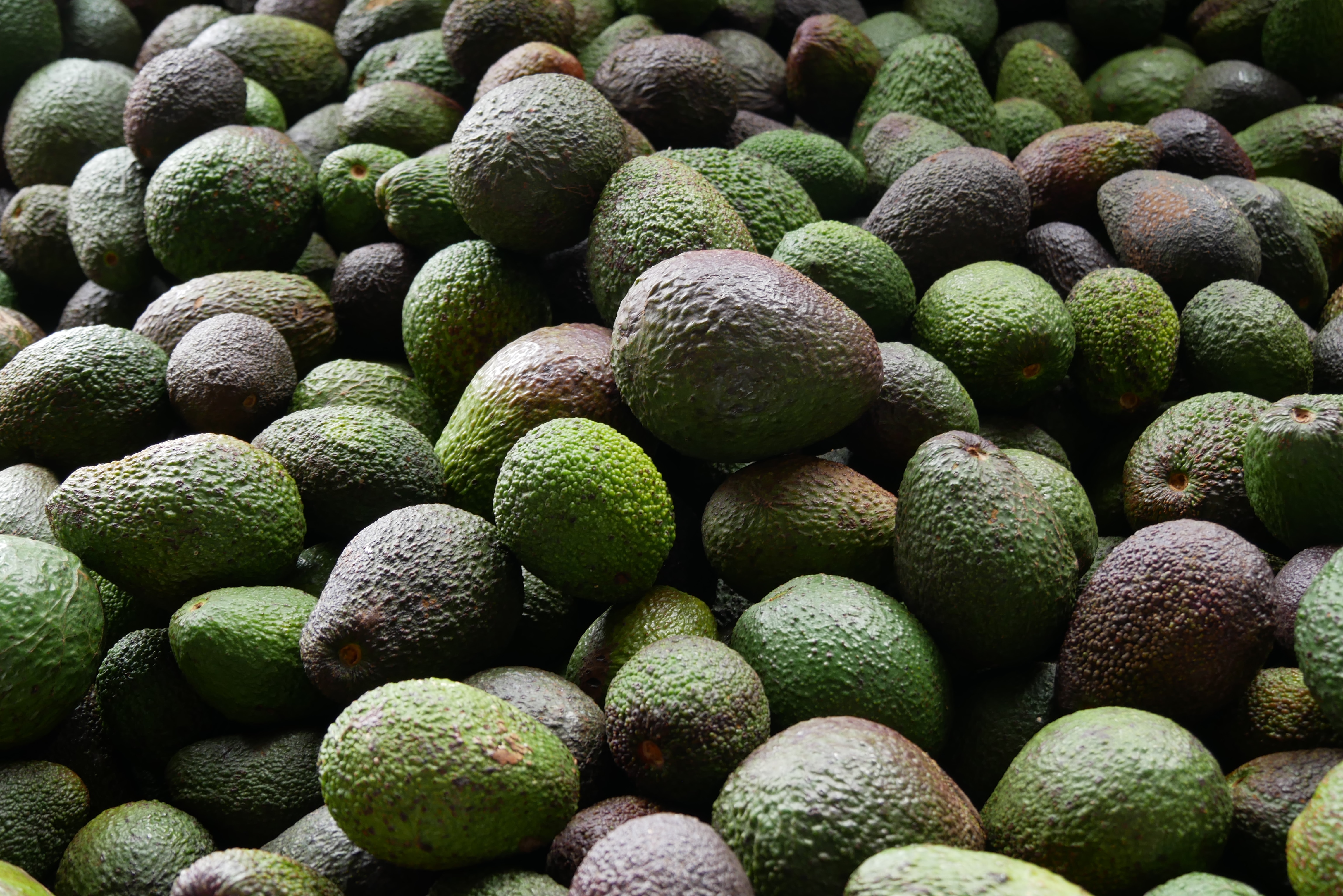 Growers find expanding markets to save bumper avocado crop from oversupply