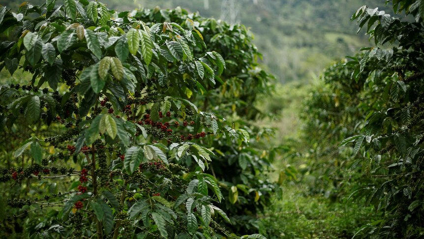 Coffee plantation in Costa Rica