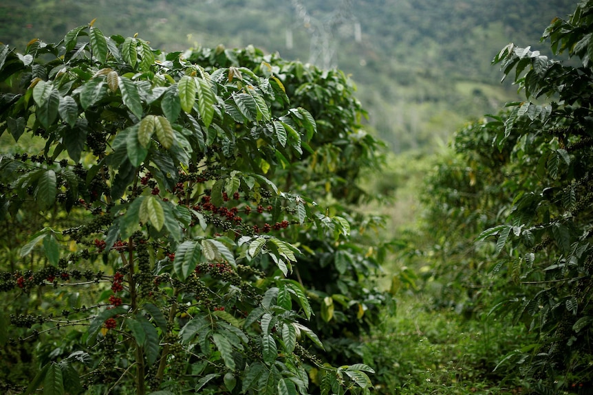 Coffee plantation in Costa Rica