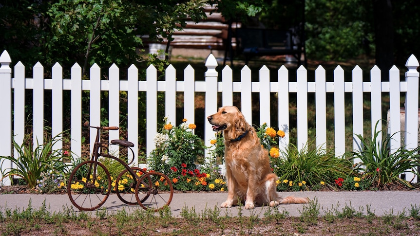 A golden dog is sitting next to an antique tricycle in front of a flower bed and a white picket fence