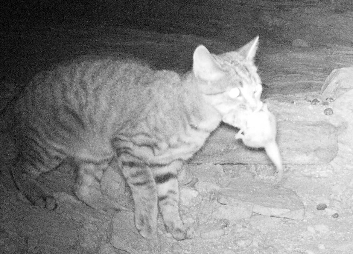 Fact check Are feral cats killing over 20 billion native animals a