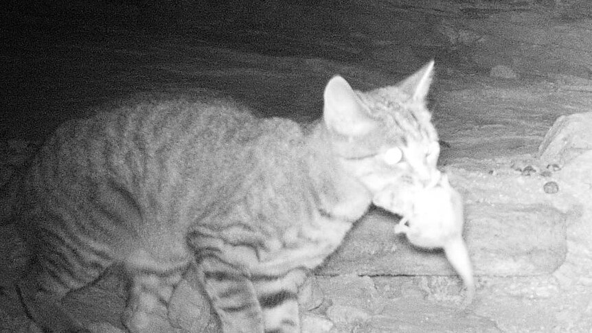 Feral cat hunts at night