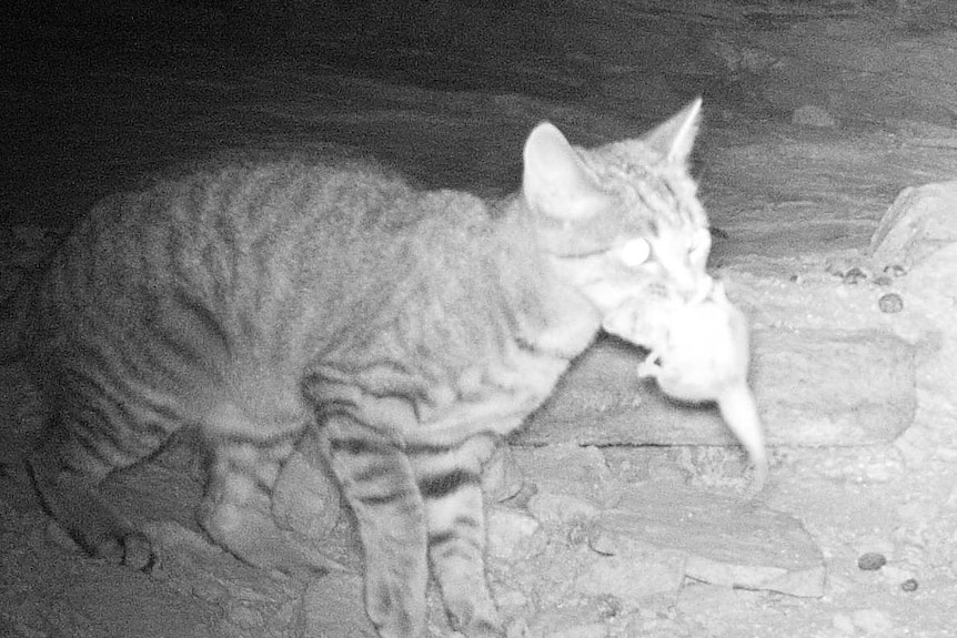 Feral cat hunts at night