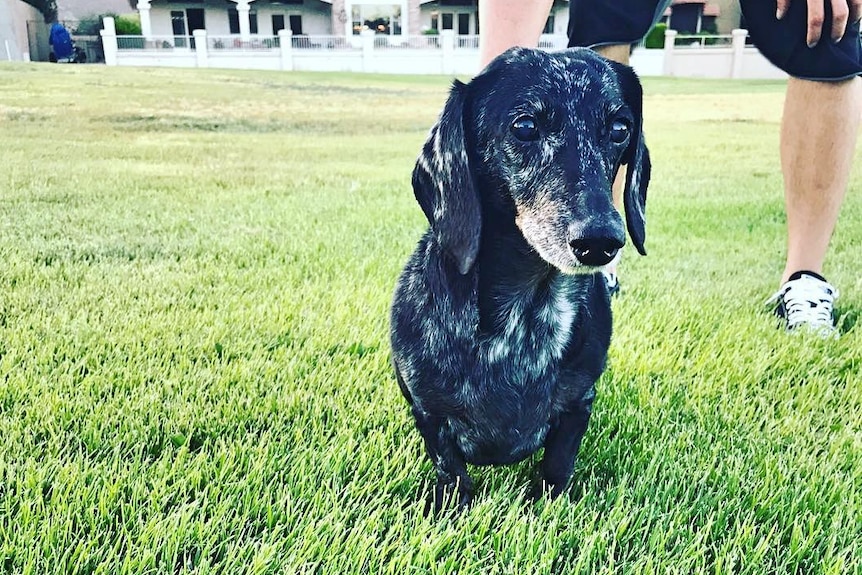 A dog on the grass