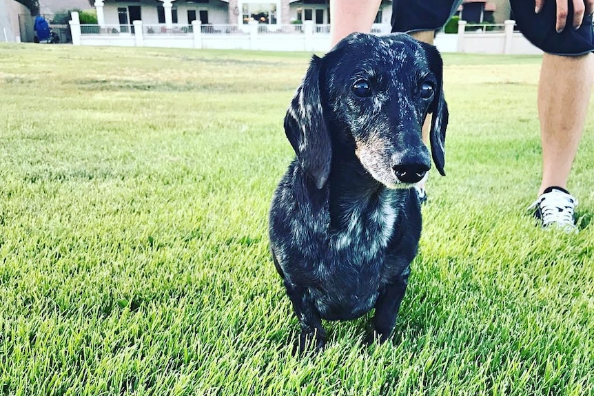 Doggie dementia is becoming more common now our best friends are living  longer - ABC News