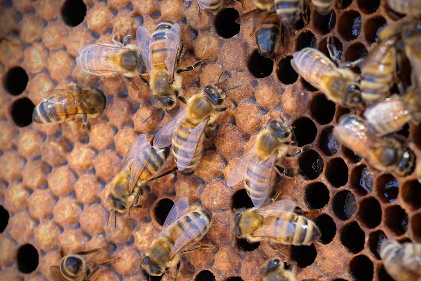 Bees on top of honeycomb