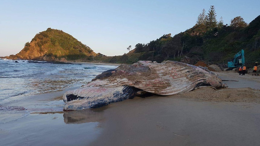 A dead humpback whale on the sand south of Port Macquarie NSW