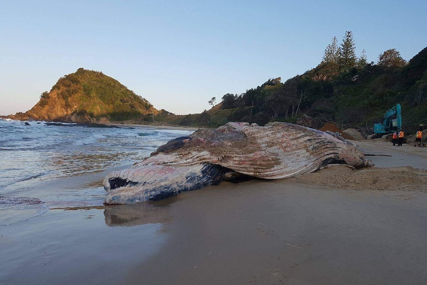 A dead humpback whale on the sand south of Port Macquarie NSW