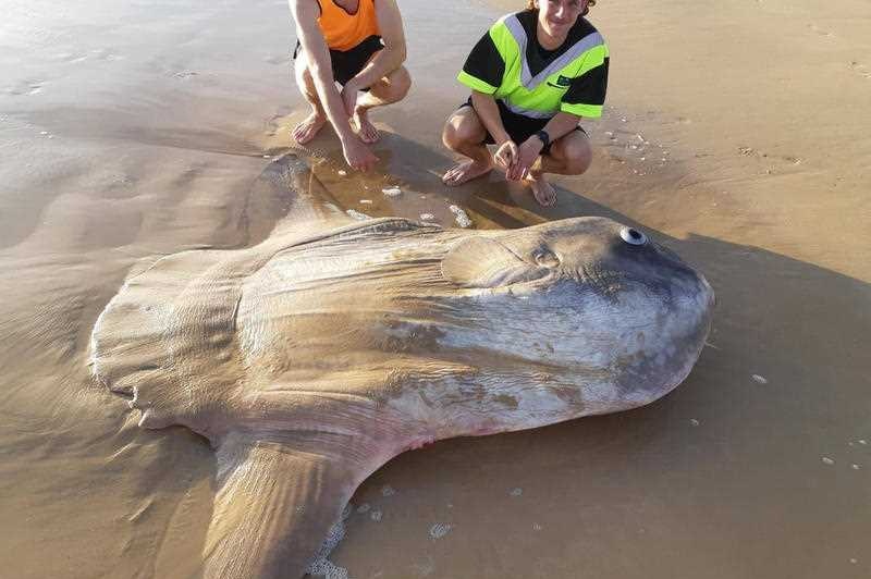 A sunfish washed up in shallow water, with men looking on.
