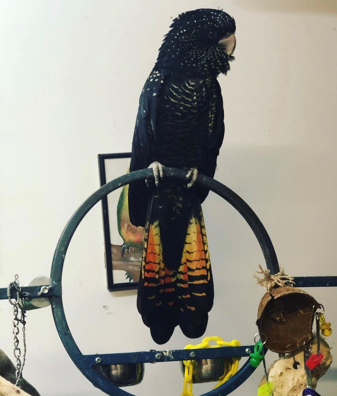 Hobart woman reunited with beloved pet cockatoo three years after it