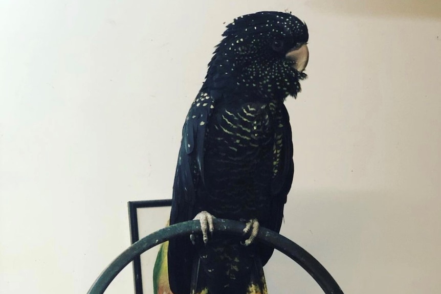 Georgie the red-tailed black cockatoo in her Hobart home.