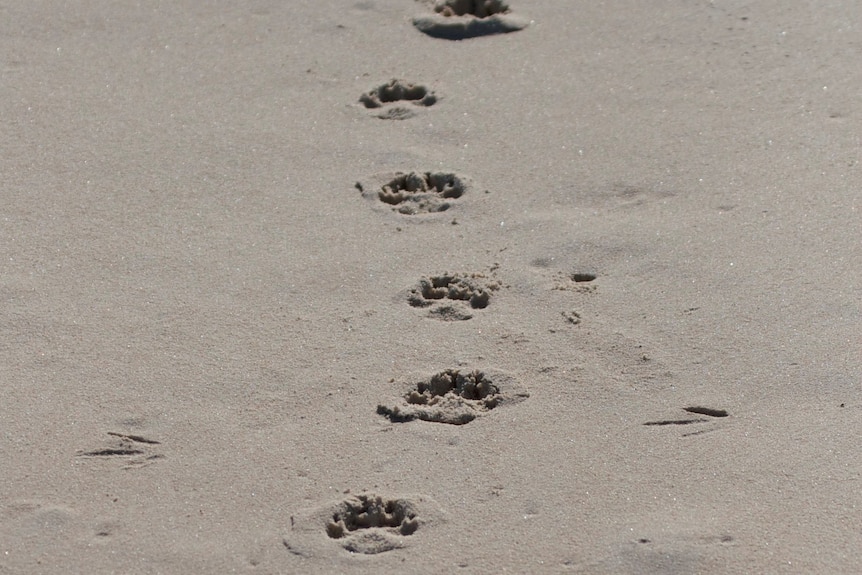 dingo tracks