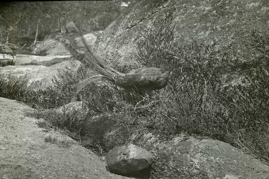 A black and white image of a lyrebird