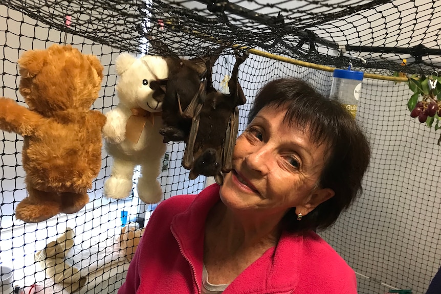 An older woman wearing a red top is close to two tiny bats hanging from a net cage alongside their teddy bears