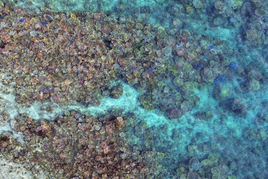 A drone image of coral formations on the Great Barrier Reef