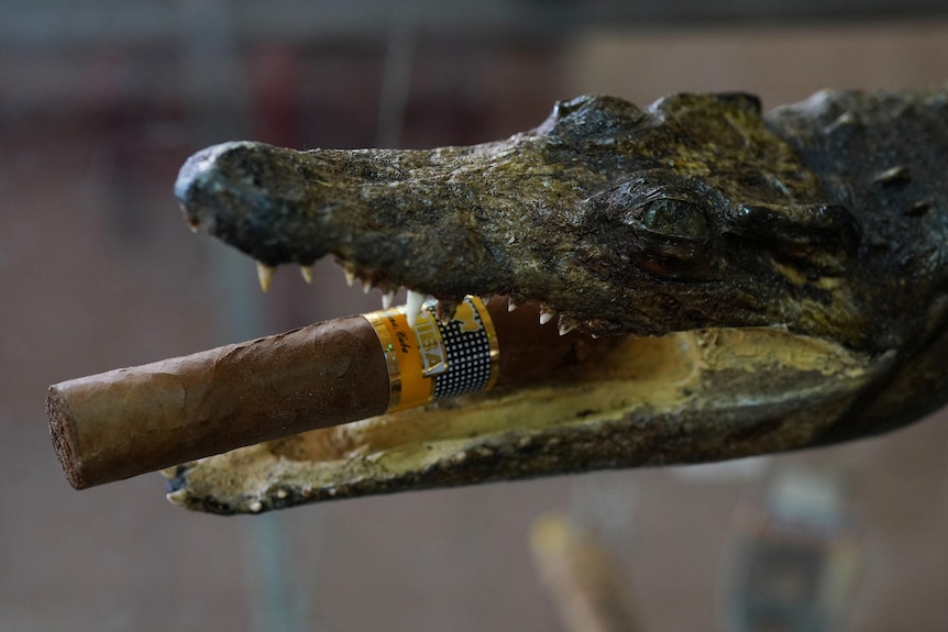 A taxidermied crocodile head holds a cigar between its jaws. 