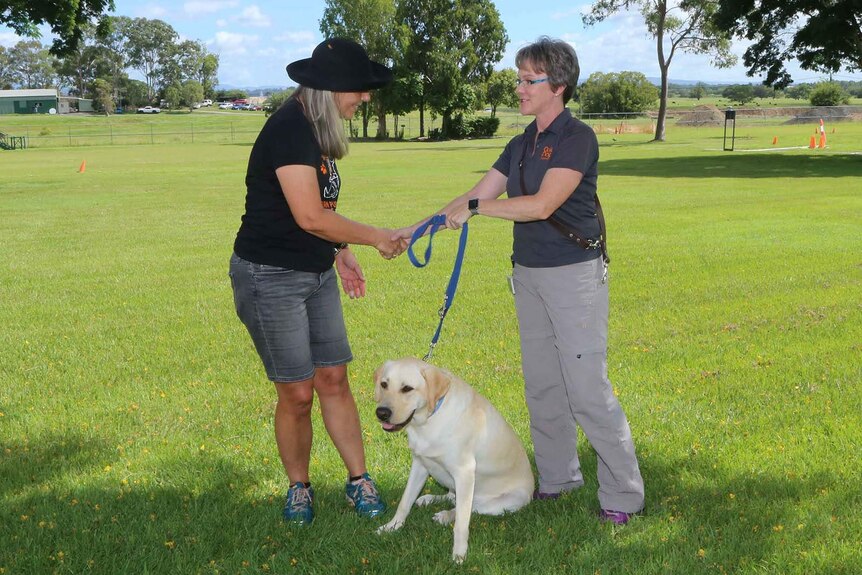 Dog carer Leoni Tooth handing over Doug the golden retriever to Guide Dogs Queensland