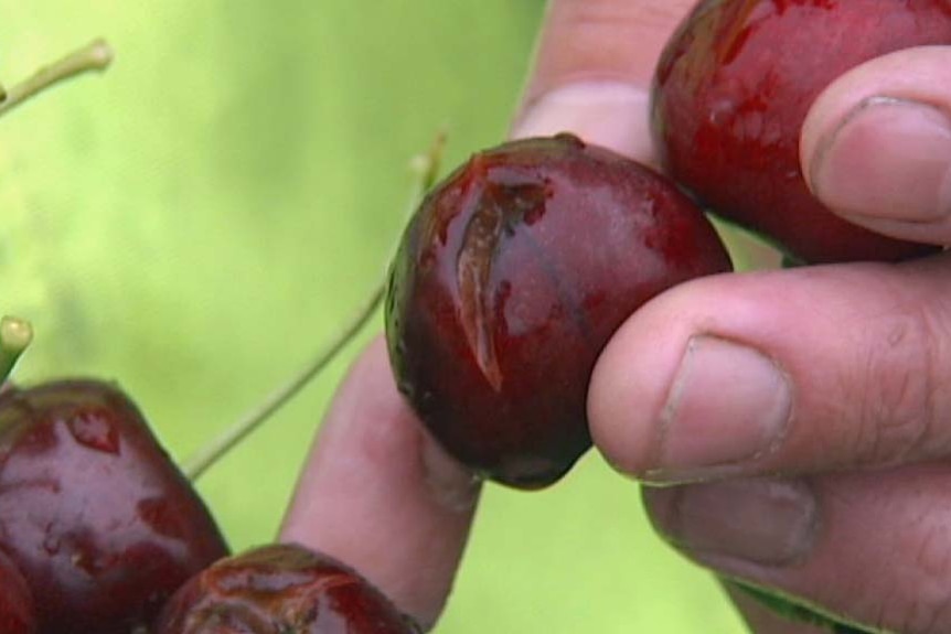 Cherries split by rain