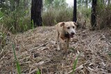 An electric ant detection dog searches through bushland in far north Queensland.