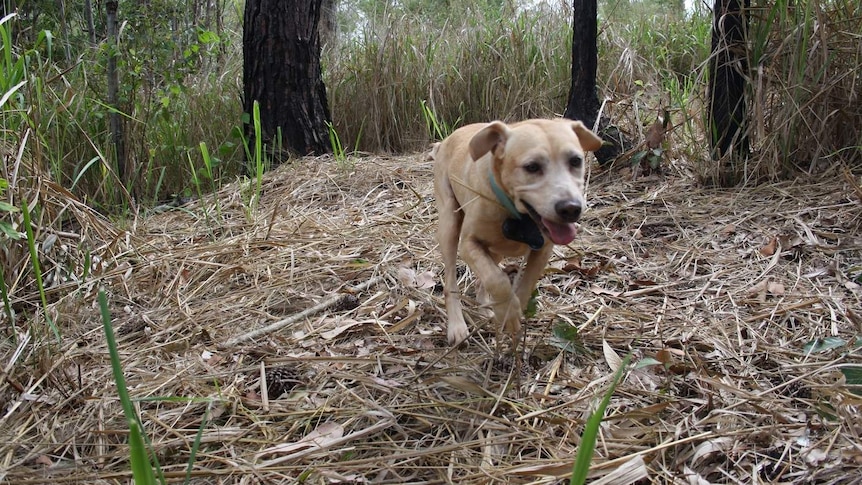 An electric ant detection dog searches through bushland in far north Queensland.