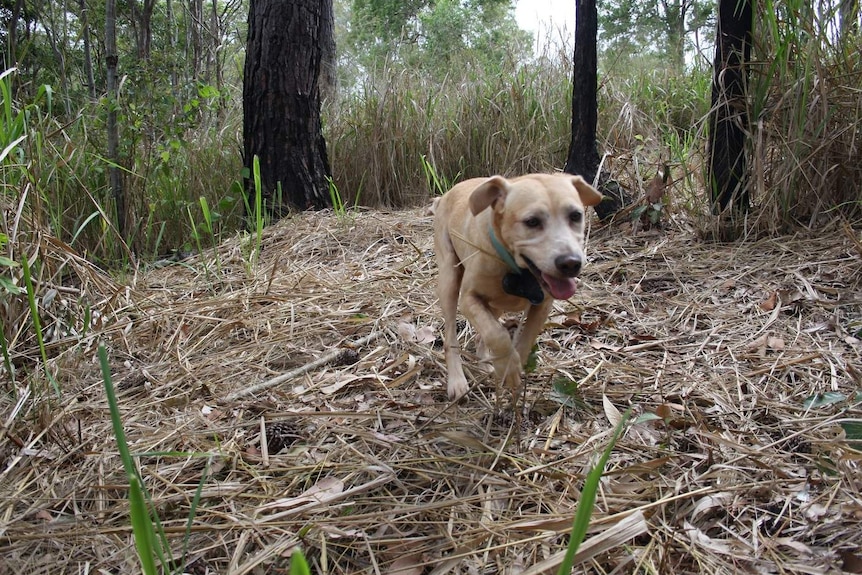 An electric ant detection dog searches through bushland.