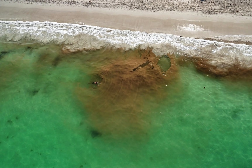 Aerial vision of an algae bloom at a Perth beach