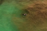 Aerial vision of an algae bloom at a Perth beach