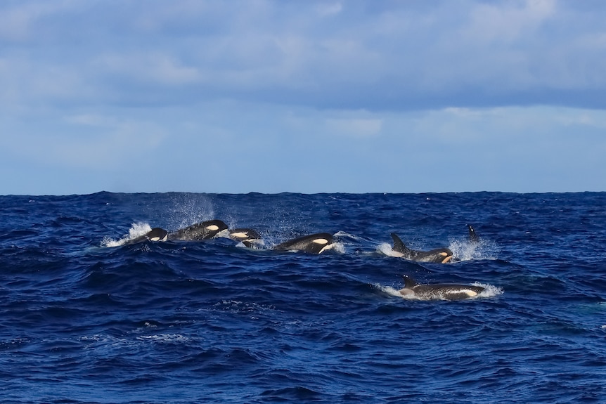 Pod of killers whales swimming in the ocean