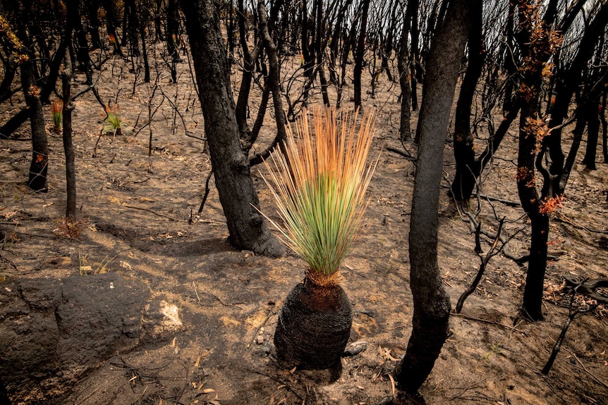 A grass tree with new red and green foliage.