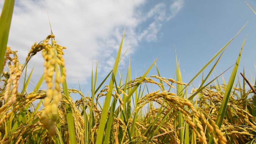 Japanese rice field