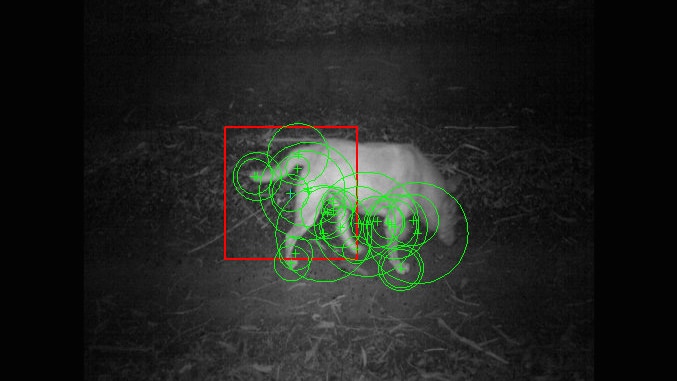 A wild dog caught on camera has its identifying features highlighted by animated green circles.
