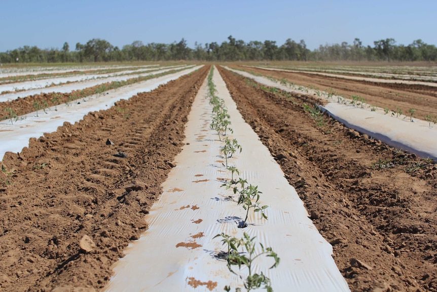 rows of tomates in white plastic