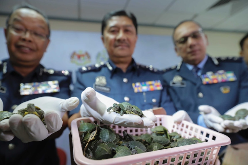 Customs officials display seized turtles while wearing white gloves.