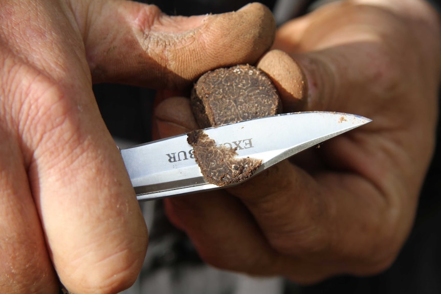 Checking moisture levels in a truffle