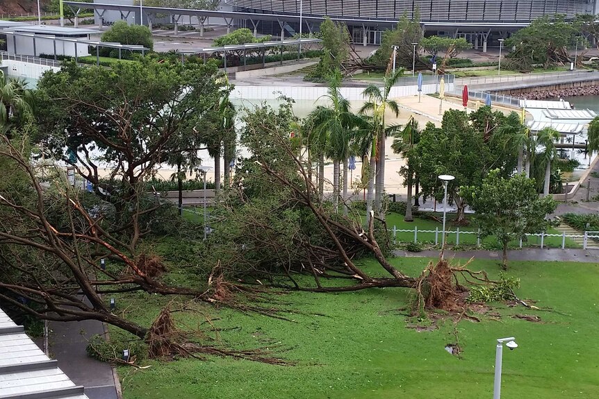 Large trees uprooted near Darwin's Wave Lagoon.