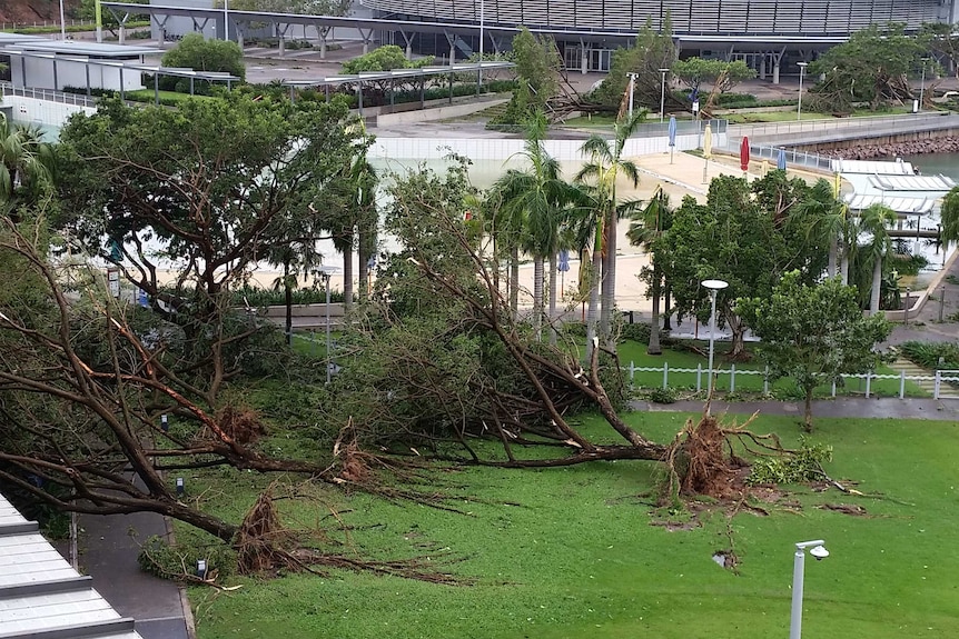 Large trees uprooted near Darwin's Wave Lagoon.