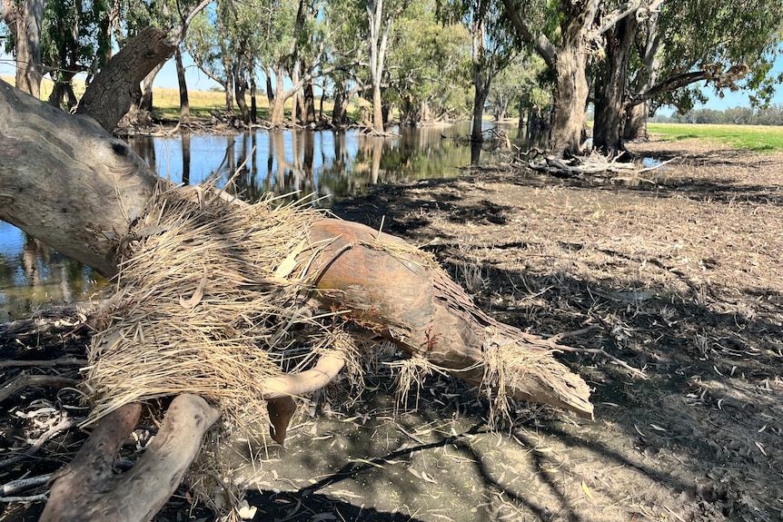 Flood debris lying on a high tree trunk in front of a flooded waterway